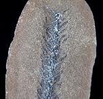 Lepidostrobus sp. BRONGNIART 1828 (Fruchtstand Schuppenbaum) - Bild © FossNet FossilienStore